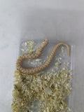 Hognose Snake