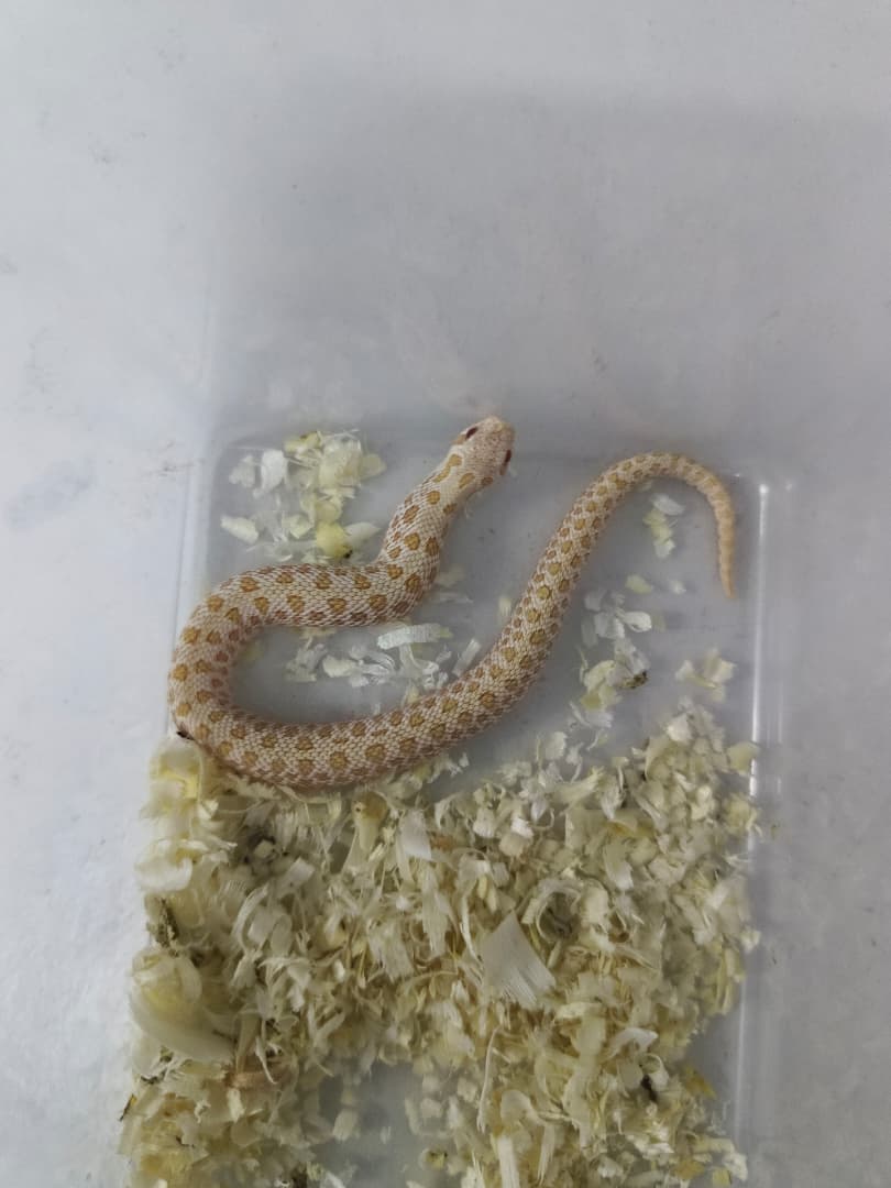 Hognose Snake