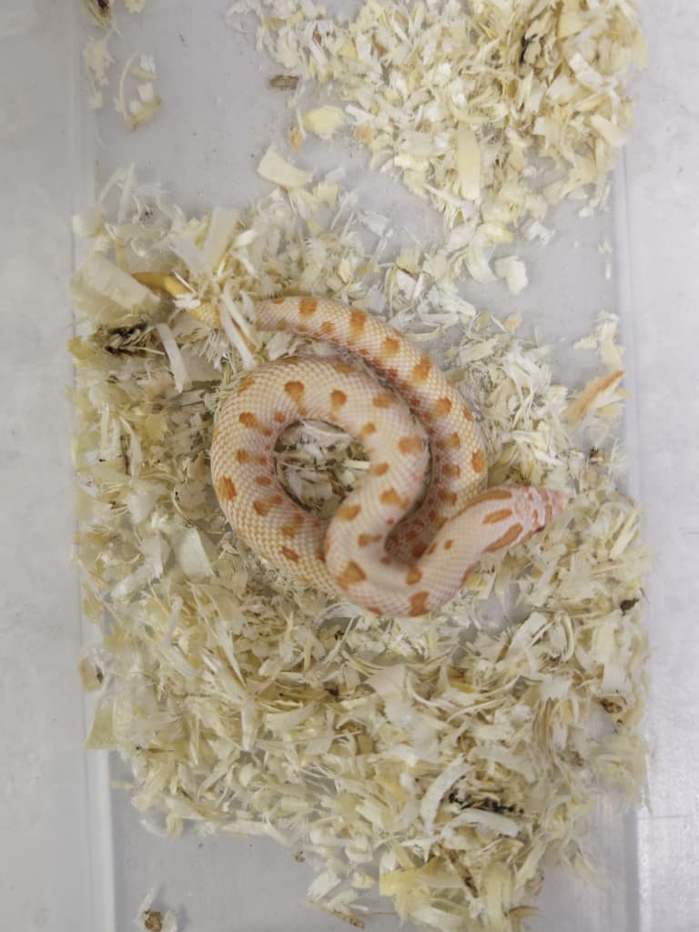 Hognose Snake