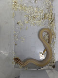 Hognose Snake
