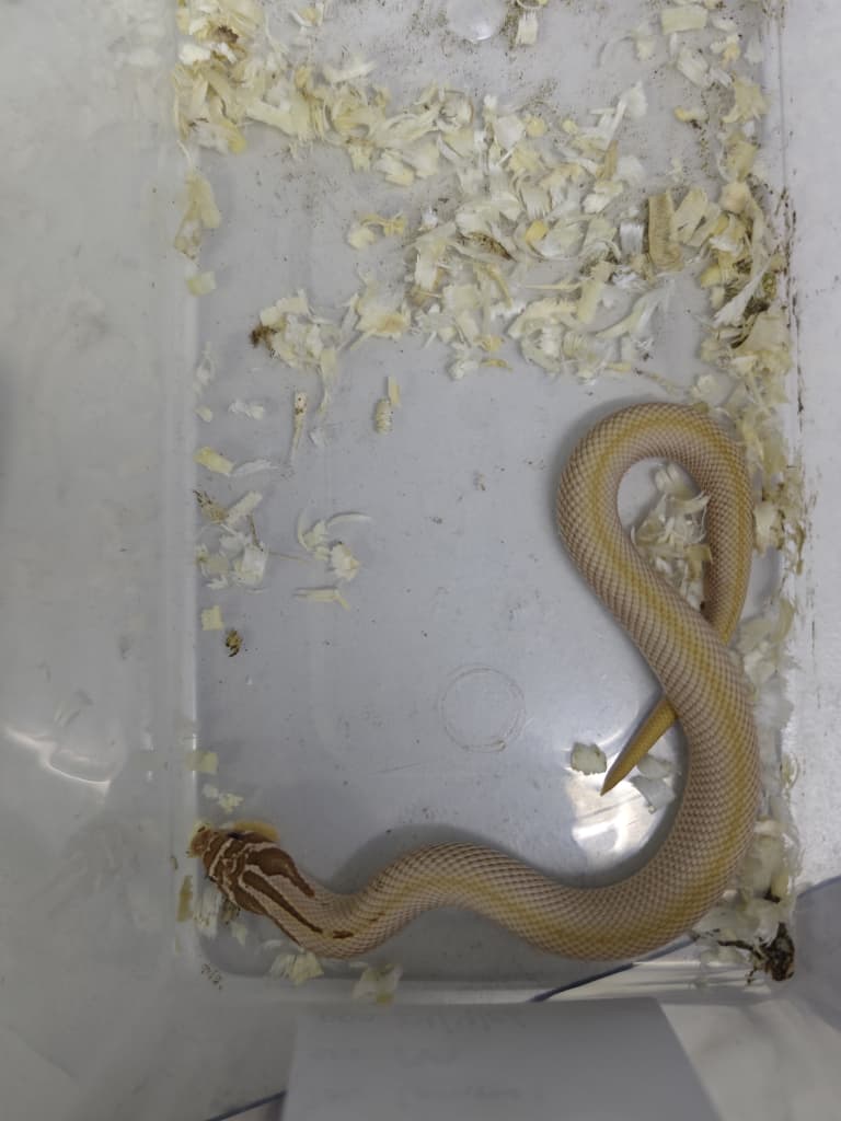 Hognose Snake