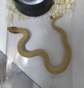 Hognose Snake