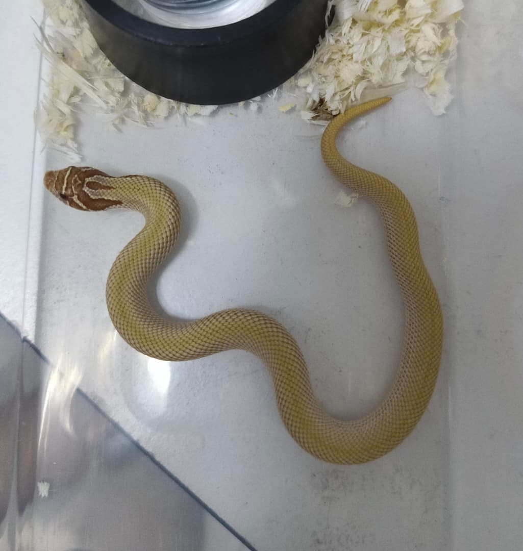 Hognose Snake