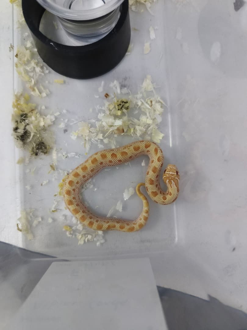 Hognose Snake