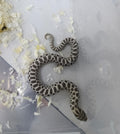 Hognose Snake