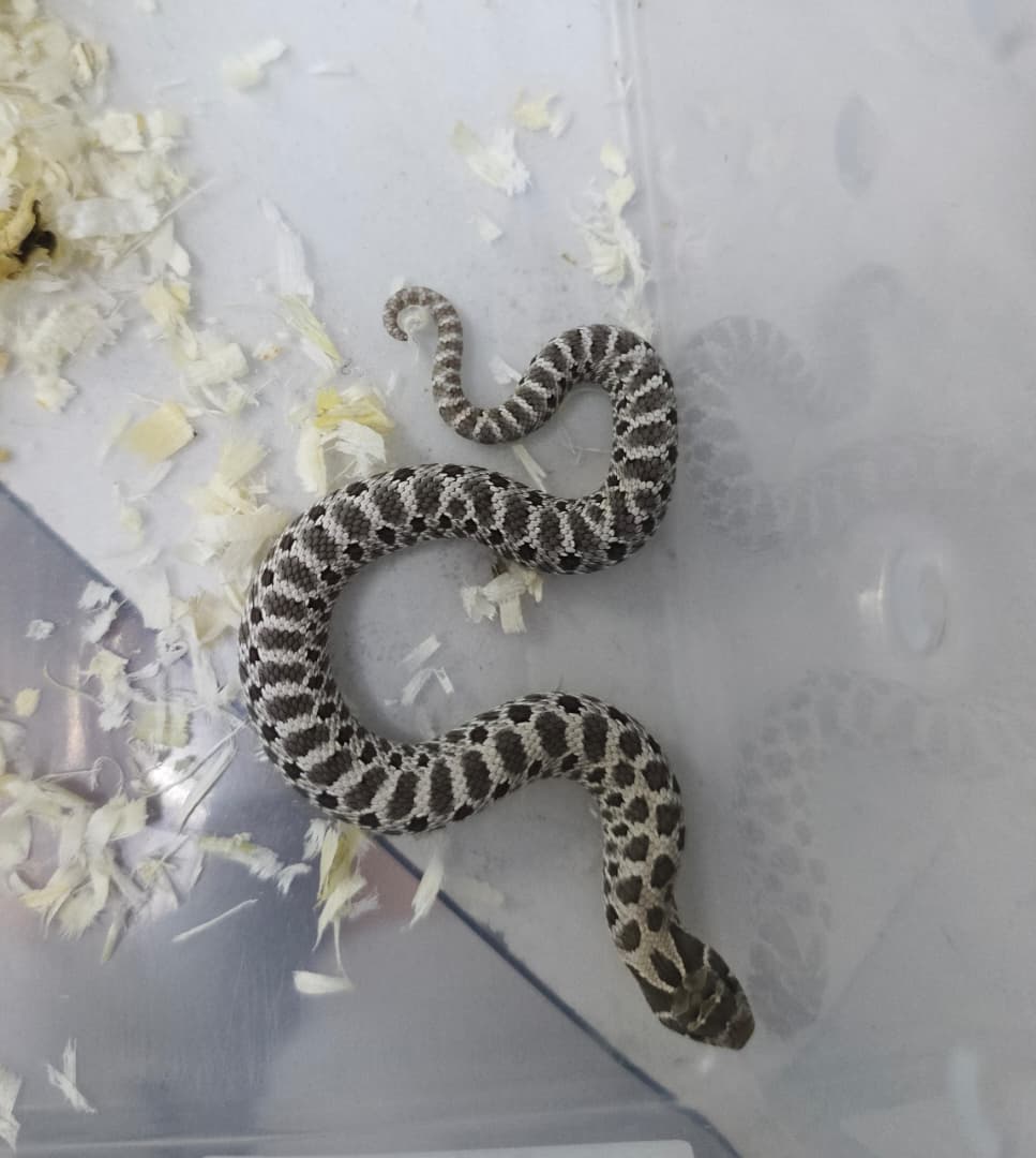 Hognose Snake