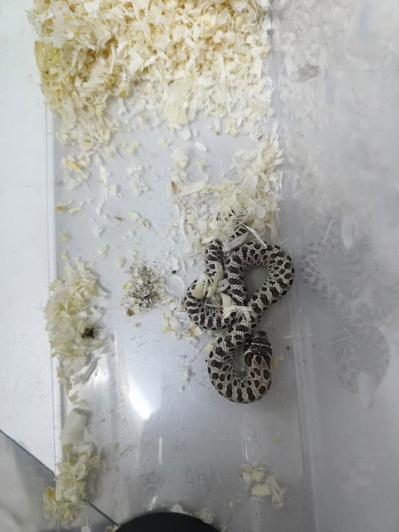 Hognose Snake