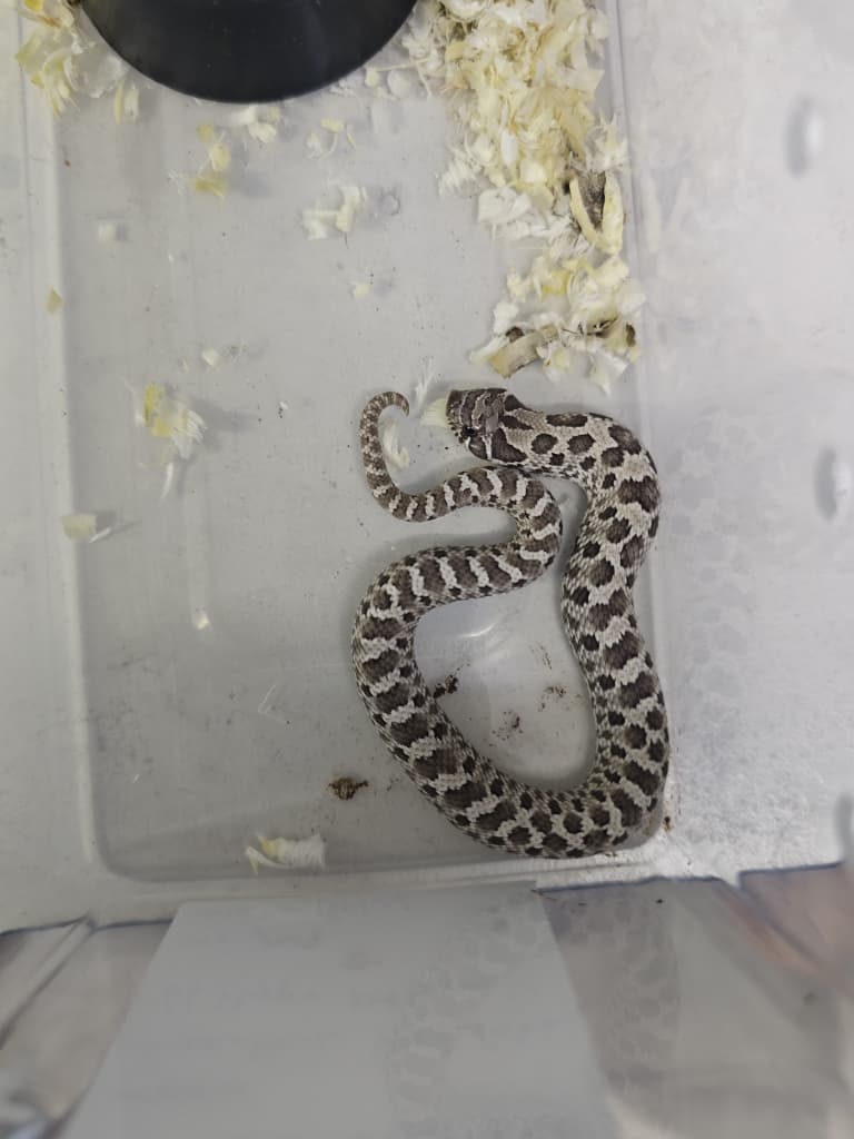 Hognose Snake
