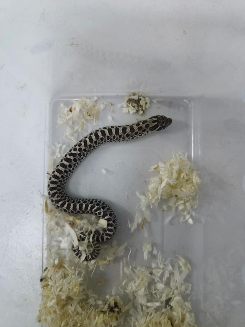 Hognose Snake
