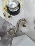 Hognose Snake