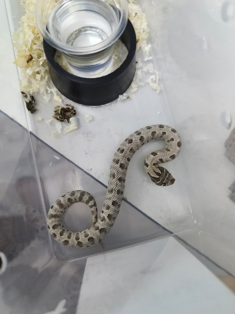 Hognose Snake