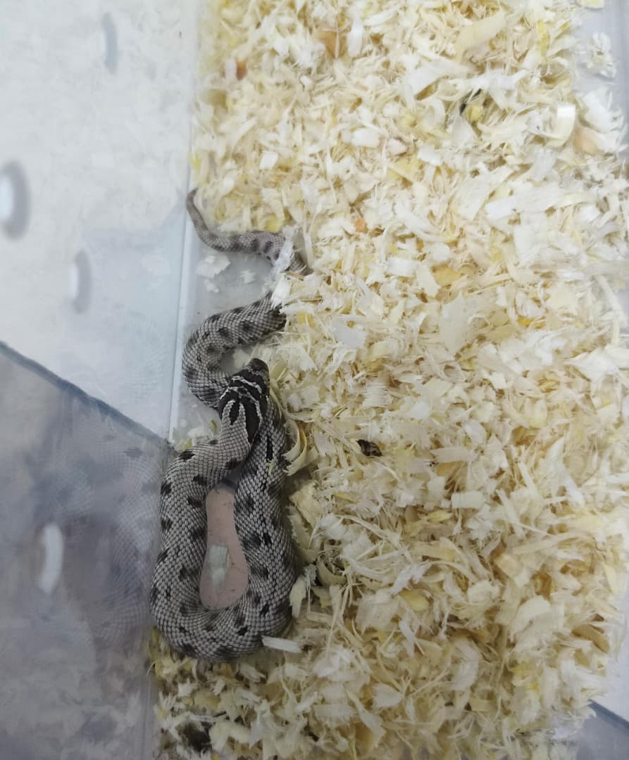 Hognose Snake
