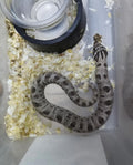 Hognose Snake
