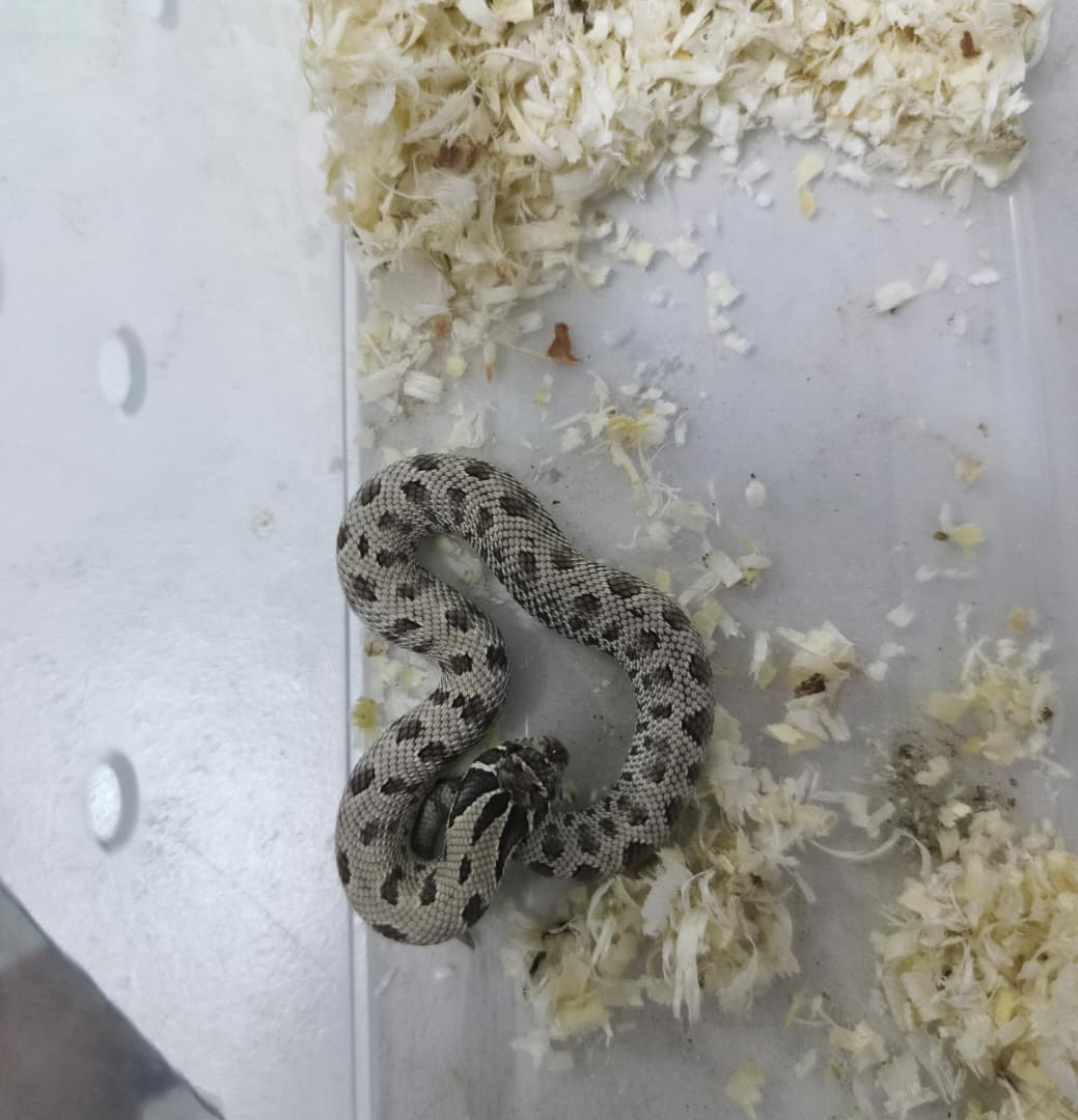 Hognose Snake