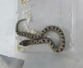Hognose Snake