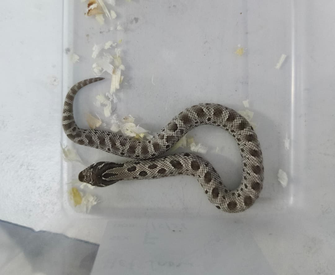 Hognose Snake