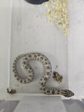 Hognose Snake