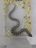 Hognose Snake