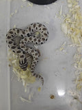 Hognose Snake