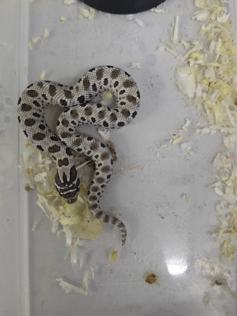 Hognose Snake