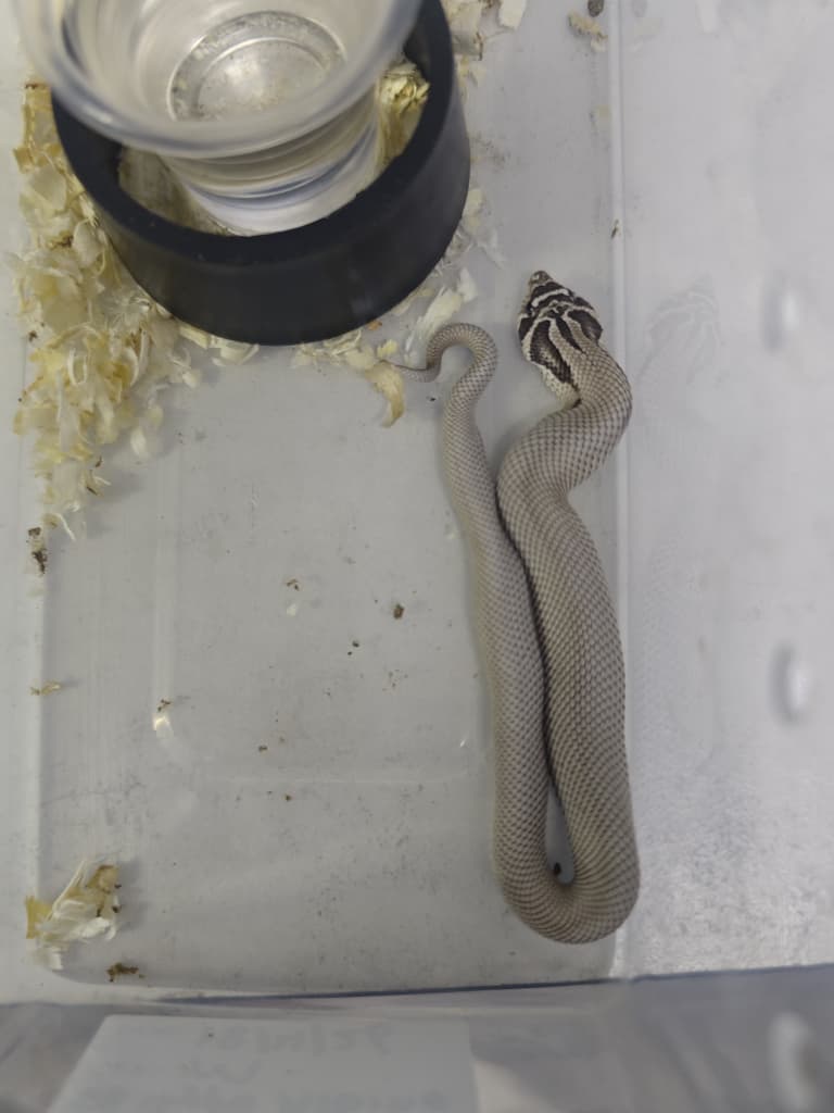 Hognose Snake
