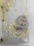 Hognose Snake