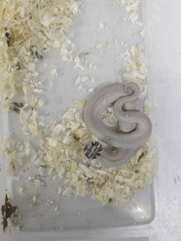 Hognose Snake