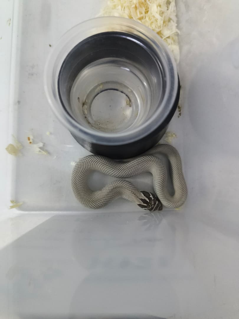 Hognose Snake