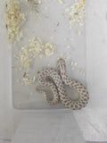 Hognose Snake