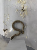 Hognose Snake