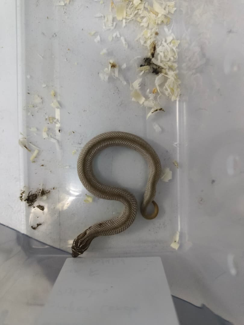 Hognose Snake