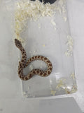 Hognose Snake