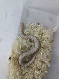 Hognose Snake