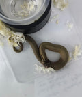 Hognose Snake