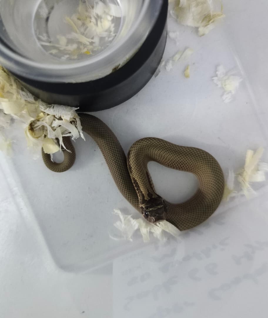 Hognose Snake