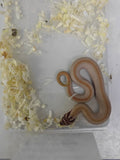 Hognose Snake
