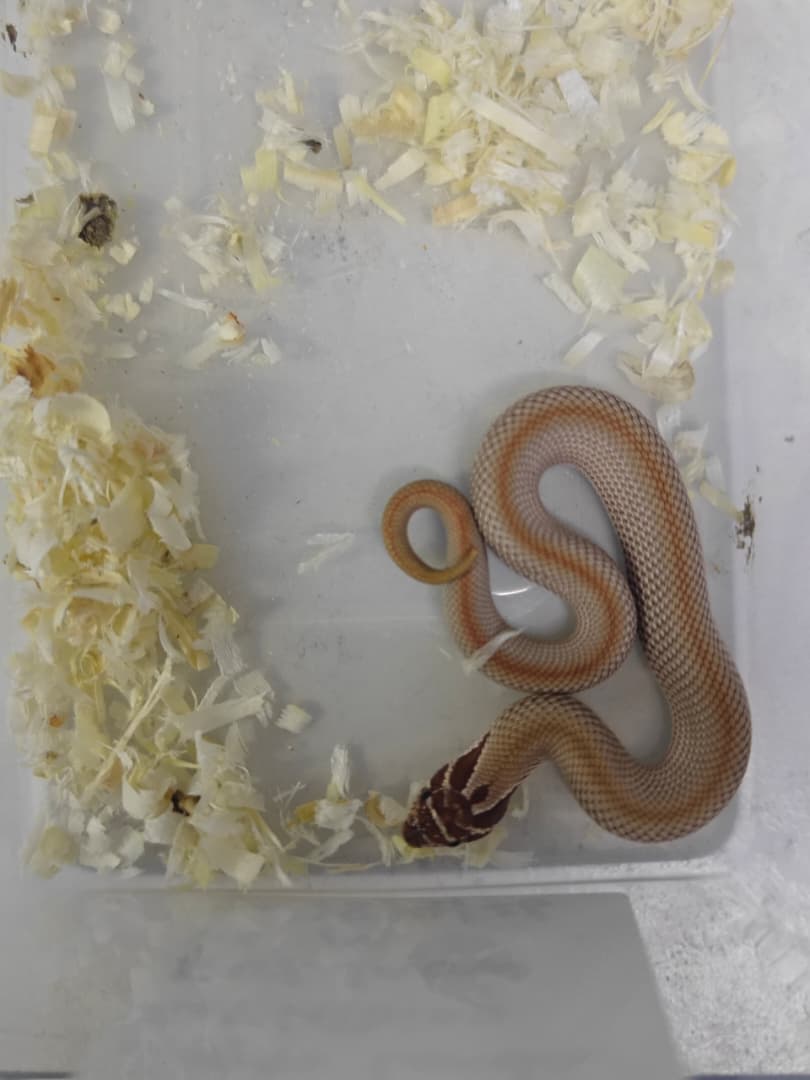 Hognose Snake