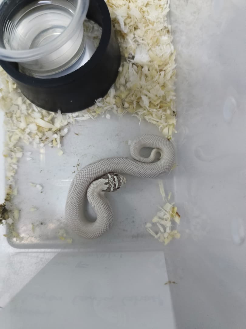 Hognose Snake