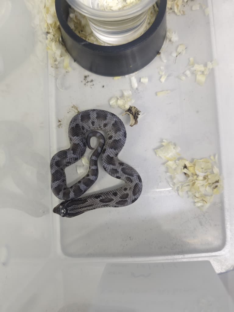Hognose Snake