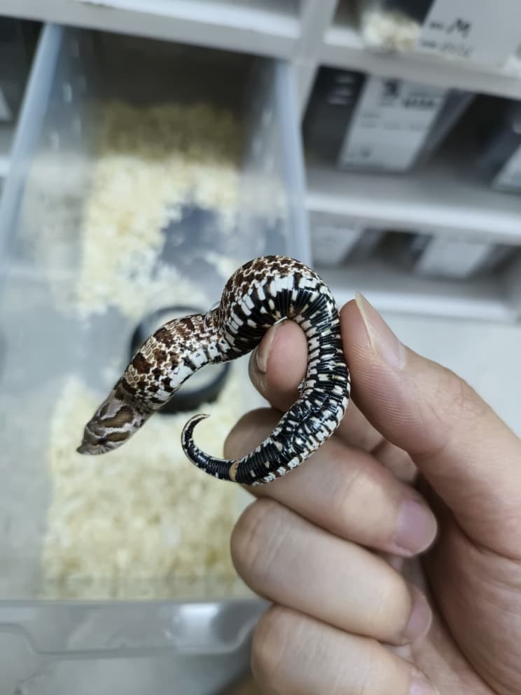 Hognose Snake