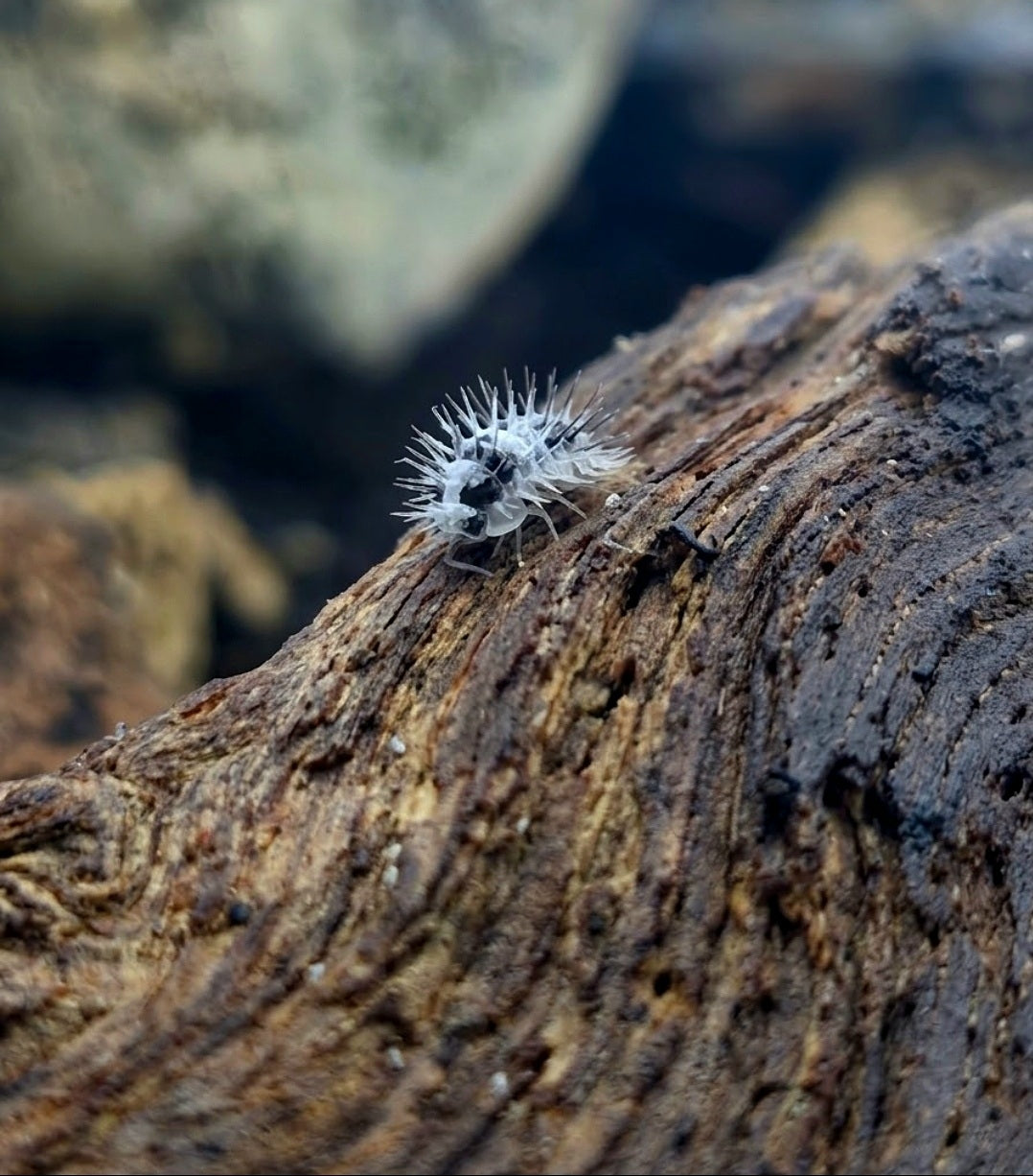 Isopods
