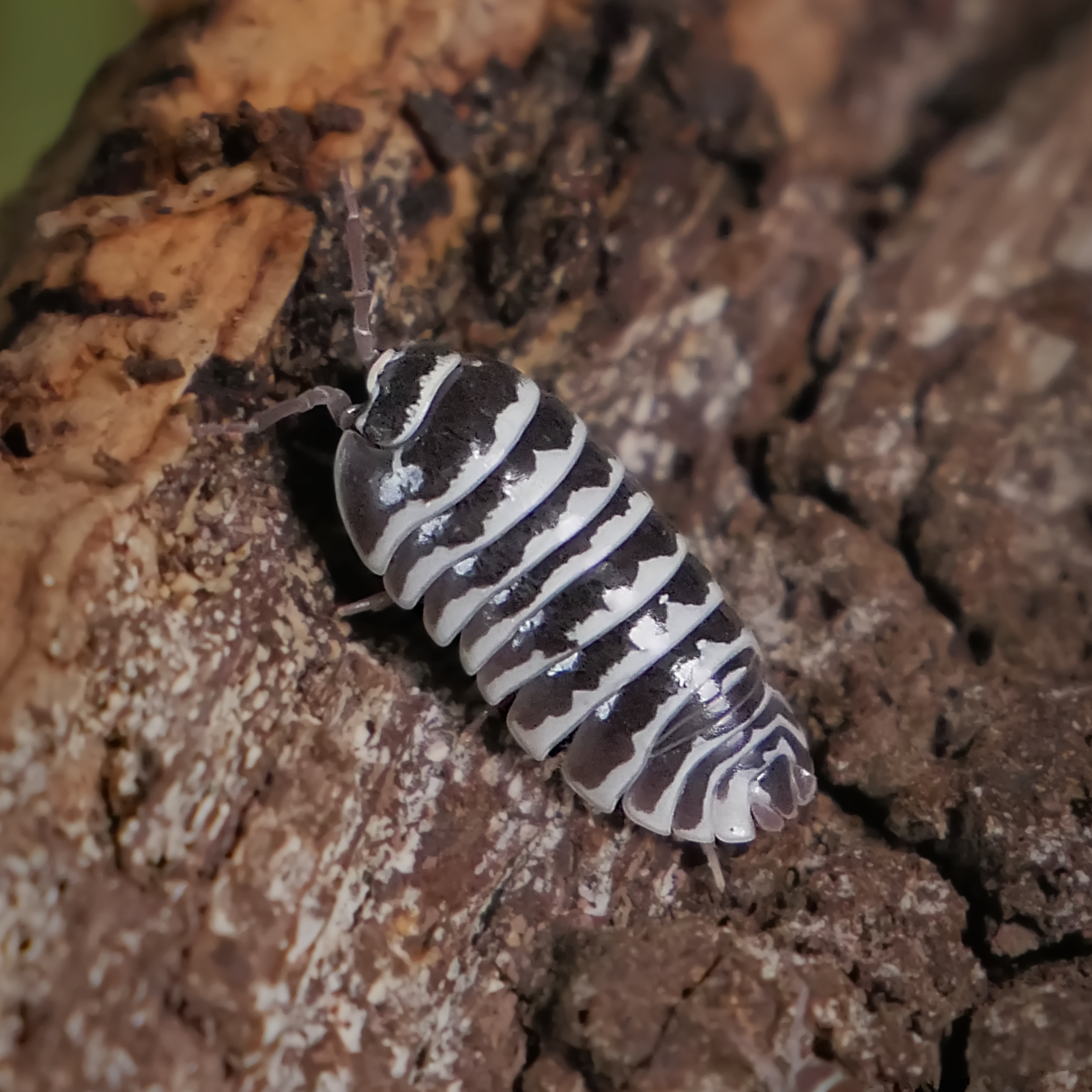 Zebra
