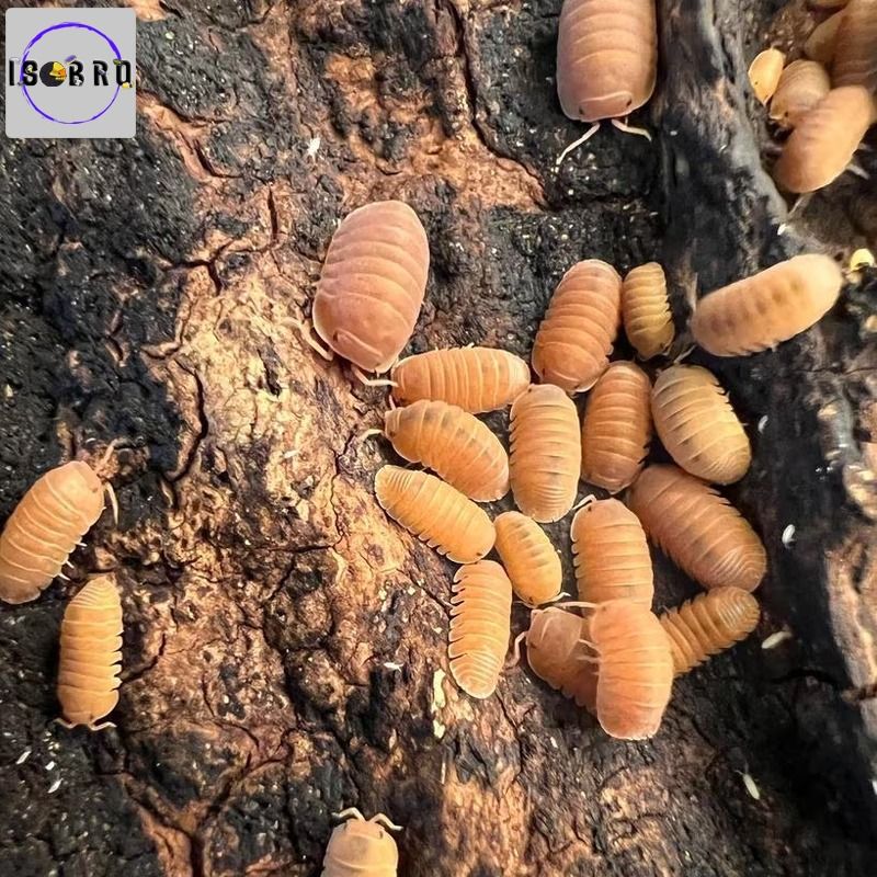 Isopod Bundle Set (M size)