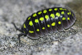 Gestroi