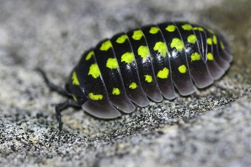 Gestroi