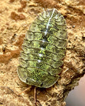 Green Spot