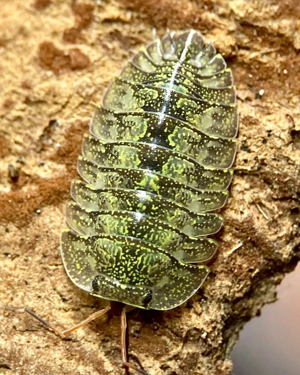 Green Spot