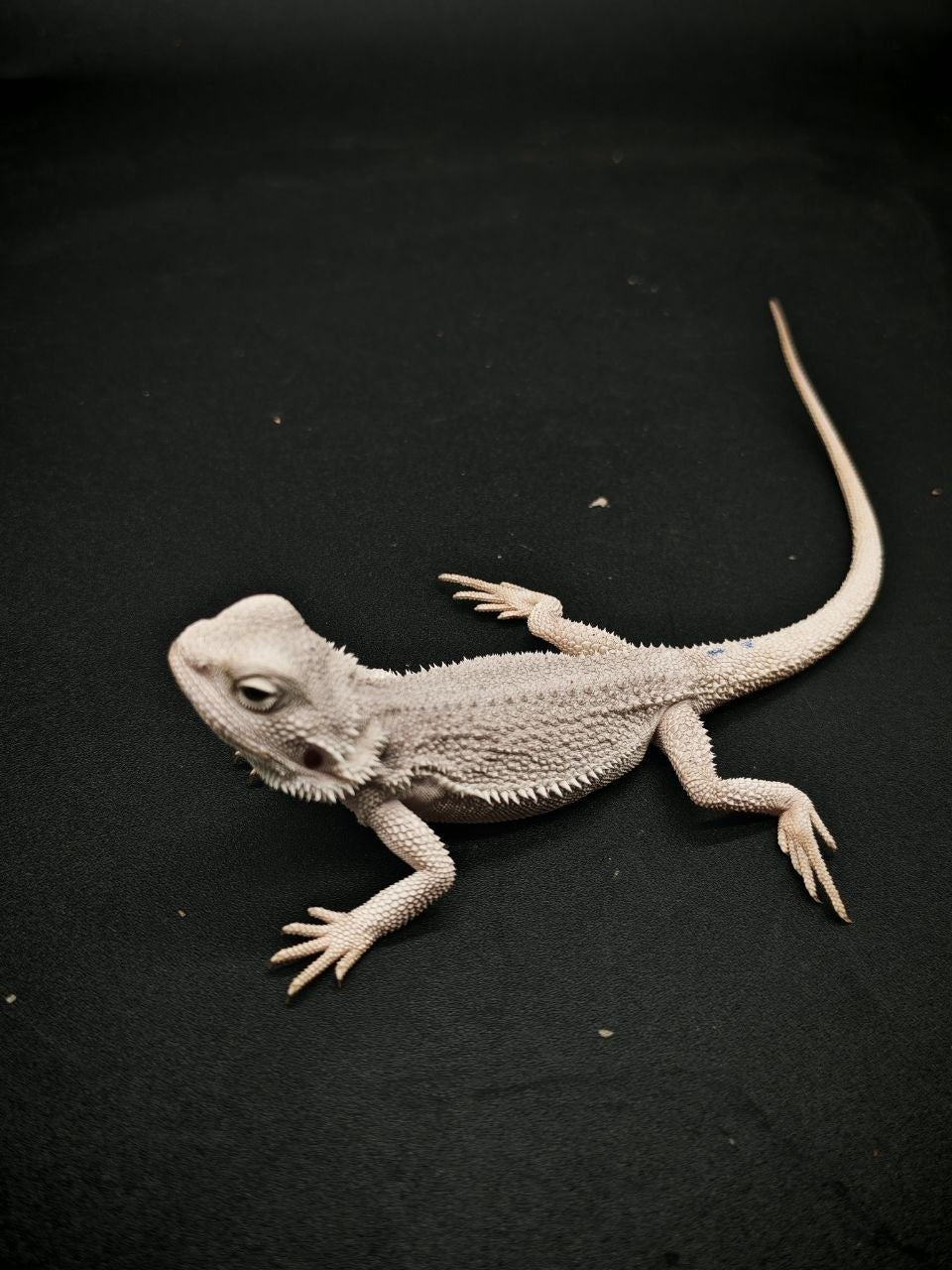 Hypo Zero