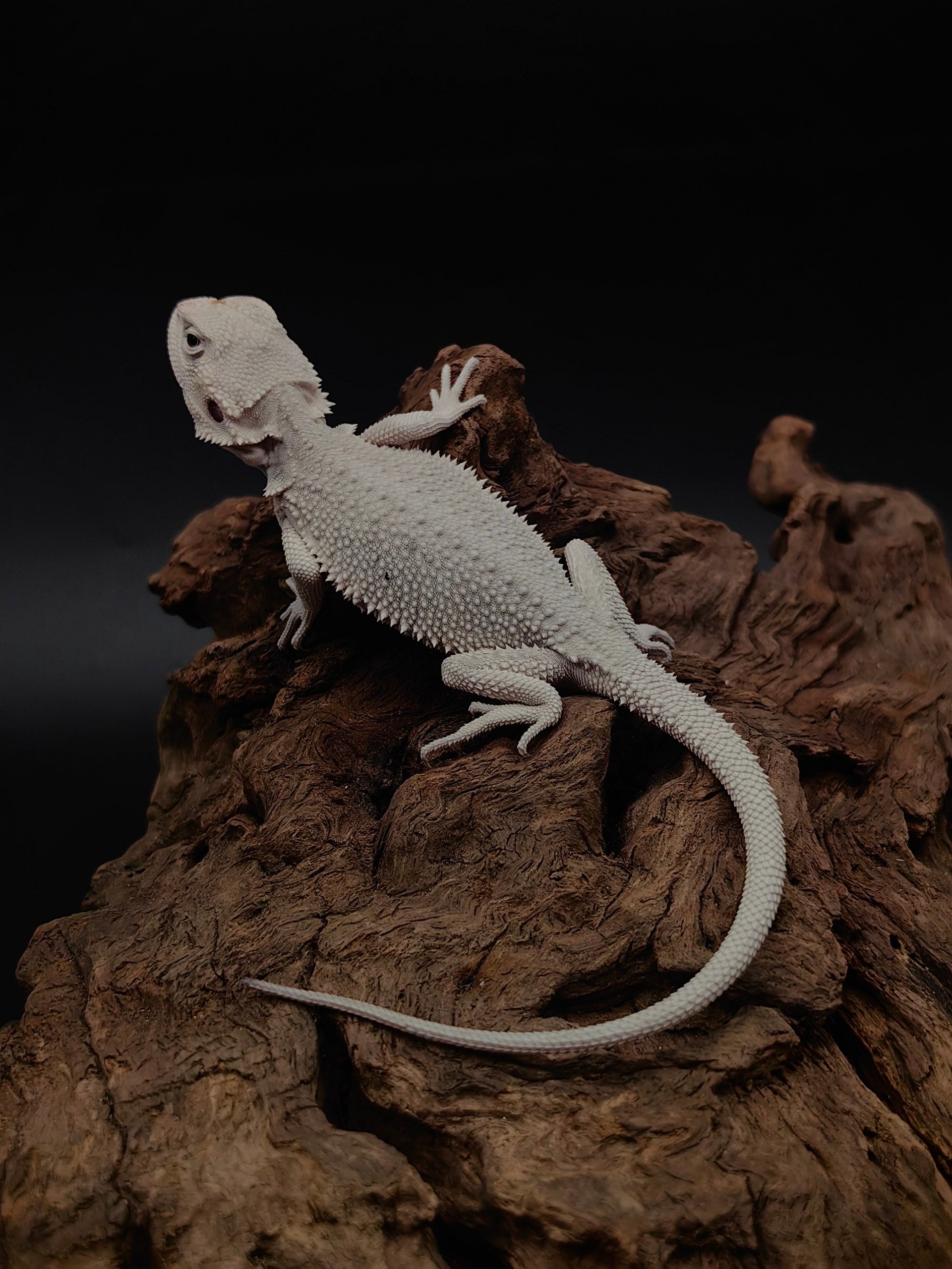 Hypo Zero