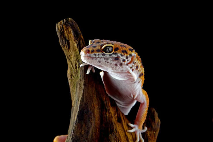 Geckos